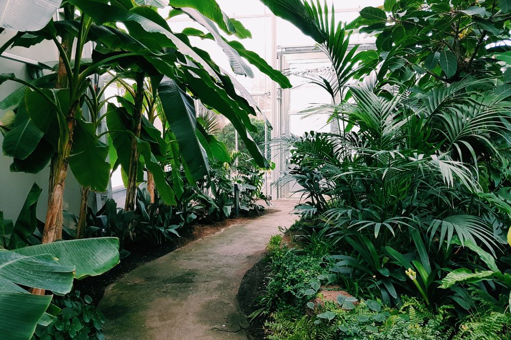 A path through plants in a greenhouse